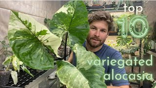 Top 10 Variegated Alocasia [upl. by Fanya]