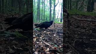 Wild Turkey Vulture Feeding [upl. by Haydon75]