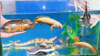 Collection of Cute Animalspalmas fishRTCoscar fishkoi fishsynodontis fish fish cuteanimals [upl. by Ogawa]