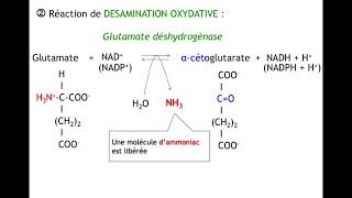 Diaporama dégradation acides aminés [upl. by Anipsed955]