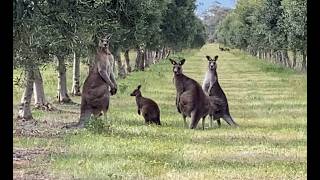 Australia Kangaroo [upl. by Ynna]