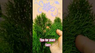 👉🏽🍃Tips for plant care 🌿मोरपंखी का प्लांट का ध्यान कैसे रखें🤔😇🍃🍃 [upl. by Airamanna719]