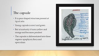 FUNARIA LIFE CYCLE3SPOROPHYTE [upl. by Hcirteid]