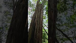 Árbol nacional de el 🇸🇻🇸🇻🇸🇻🇸🇻 [upl. by Hermes437]