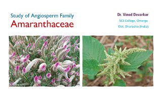 Study of Family Amaranthaceae by Dr V D Devarkar [upl. by Viki236]