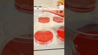 Blood Agar Plates culture microbiology agar [upl. by Narod115]