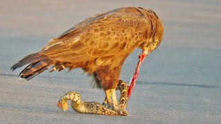 Snake Eagle Ripping Snake Apart As it Tries to Escape [upl. by Adams]