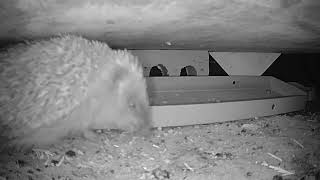 Wandering Hedgehog Filmed on Hedgehog House Camera [upl. by Ojahtnamas]