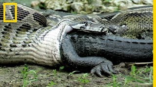 Rare  Ce python avale un alligator vivant [upl. by Albion]