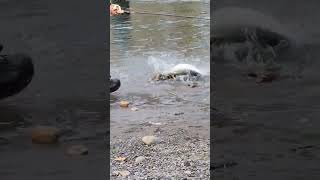 Returning a huge jumping salmon caught by fishingI ❤️ salmon fishing Vedder river Canada 🇨🇦 11 [upl. by Ecela804]