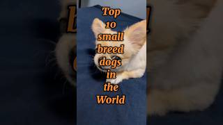 Top 10 small breed dogs in the world dogs dog [upl. by Locin]