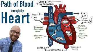 Path of Blood Flow through the Heart  Step by step through every chamber valve and major vessel [upl. by Cassondra]