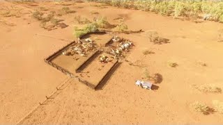 Pilbara Working Dogs  ViralHog [upl. by Stefan]