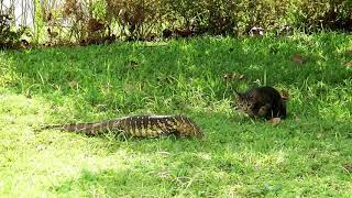 Cat vs Monitor Lizard [upl. by Ahsel49]