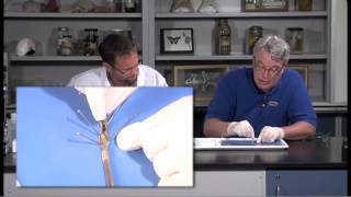 Detailed Earthworm Annelid Dissection Jr High High School and College Review [upl. by Emlyn]