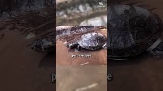 Las tortugas CHARAPA  reptiles animalessalvajes tortugas mundoanimal youtubeshorts [upl. by Panayiotis]