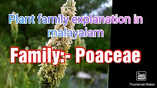 Family poaceae details in Malayalam [upl. by Roehm477]