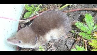 Interesting Facts about Shrew [upl. by Azenav436]