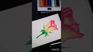 Realistic flower drawing with Doms colour pencil part2ShortsArtytshortsviral [upl. by Joost]