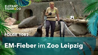 Das EMOrakel des Zoo Leipzig Folge 1082  Elefant Tiger amp Co  MDR [upl. by Anayhd]