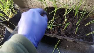 growing over wintering onions [upl. by Wheaton]