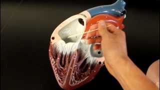 CIRCULATORY SYSTEM ANATOMY Blood flow through heart chamber model description [upl. by Docilu93]