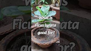 Benifits of Ficus Lyrata [upl. by Haggi]