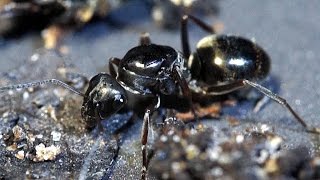 Workers of the Ant Formica fusca in Siberia guard their Queens [upl. by Leacock]