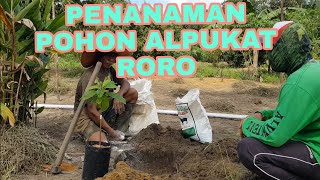 PENANAMAN POHON ALPUKAT RORO SUBAKA [upl. by Ocirnor]