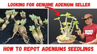 How and When to Repot Adenium Seedlings [upl. by Amliv]