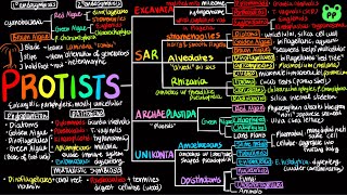 Protists  Evolution amp Phylogeny 05  Biology  PP Notes  Campbell 8E Ch 28 [upl. by Hserus]