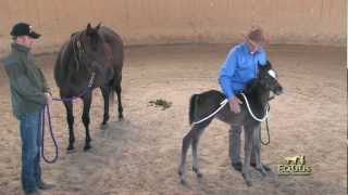 Foal Handling with Monty Roberts [upl. by Adnilra]