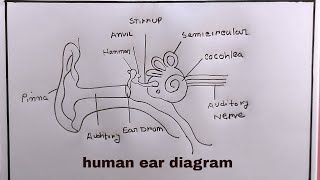 how to draw human ears diagramhuman ears diagram drawing [upl. by Omrellig]