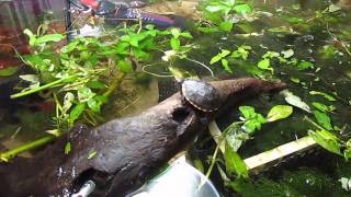 Seven Mud Turtle Hatchlings  September 10 2010 [upl. by Atrebla]