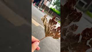 Make this leaf famous by making this the most shared liked and remixed video ever [upl. by Oilenroc]