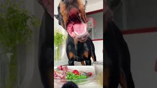 ASMR Dog Eating Raw Chicken  Mukbang Dog Eating Fish [upl. by Arabela]