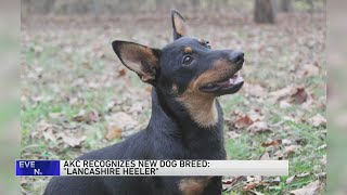 Meet the newest breed to join the American Kennel Club a little dog with a big smile [upl. by Nonnahsal]