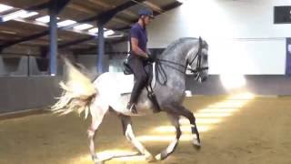 Bastiaan de Recht training Lipizzaner Siglavy Bonavia [upl. by Aneg]