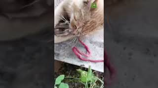 Funny Cat Moments Warning – Dogs and Cats clash in a dramatic confrontation you cant miss shorts [upl. by Engracia577]