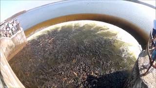 Carp at Pymatuning State Park Spillway [upl. by Nywde]