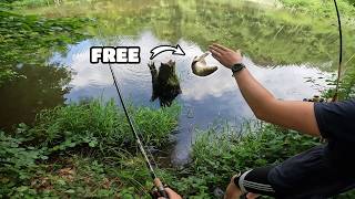 This pond has Free Carp  100 caught [upl. by Bonn]