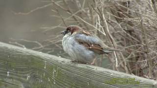 GRÅSPARV House Sparrow Passer domesticus Klipp  1992 [upl. by Pavlish384]