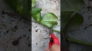 Pothos 🌱 youtubeshorts pothos plants flowers gardening shorts short yt ytshort [upl. by Arbma]