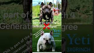 Part of puppies 4 gen pedigrees [upl. by Nilerual]