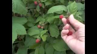 Raspberry Picking Technique and Guidelines [upl. by Halliday]