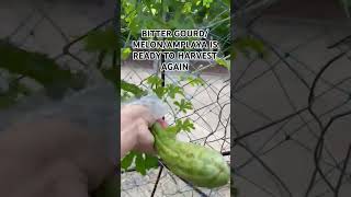 LETS HARVEST AMPALAYA OR BITTER GOURDMELON harvesting bittergourd bittermelon ampalaya shorts [upl. by Rekcut]