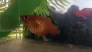 My Platy Fish Giving Birth [upl. by Lebna871]