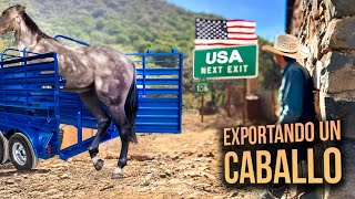 Exportando un CABALLO a ESTADOS UNIDOS  Criando a un caballo hasta su exportación [upl. by Natye]