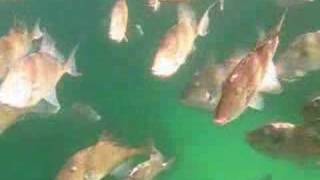 Triggerfish attack in the Irish Sea [upl. by Orfurd]