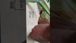 Mounting Elkhorn fern on a Board garden fern gardening india perth punjabi water [upl. by Oinotnaesoj]